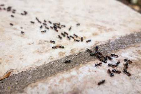 Pavement Ants