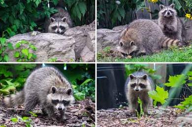 Raccoons