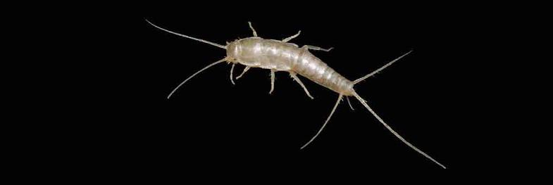 Silverfish