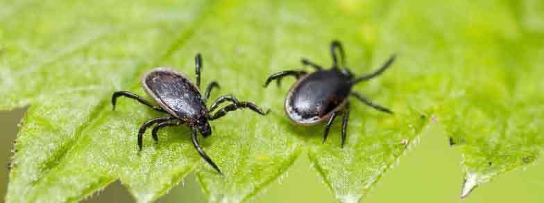 Black Legged Ticks