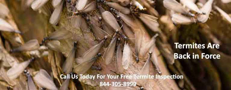 Winged Termites