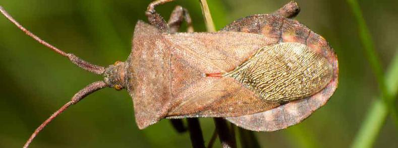 Brown Marmorated Stink Bug