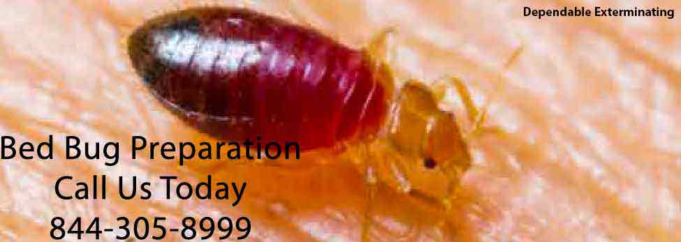 Bed Bug Pest Control | Bed Bug Preparation Steps | Bed Bugs