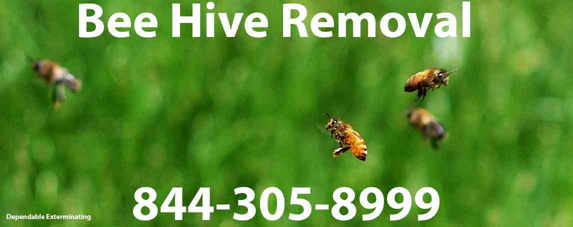 Bee Hive Removal