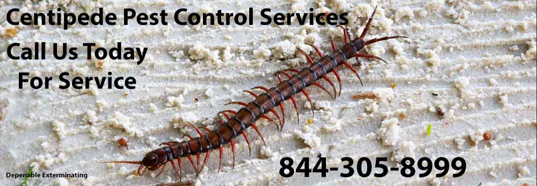 Centipede Exterminator