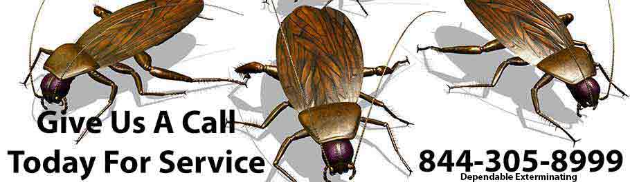 Cockroach Exterminator