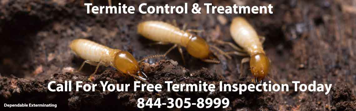 Termite Exterminator