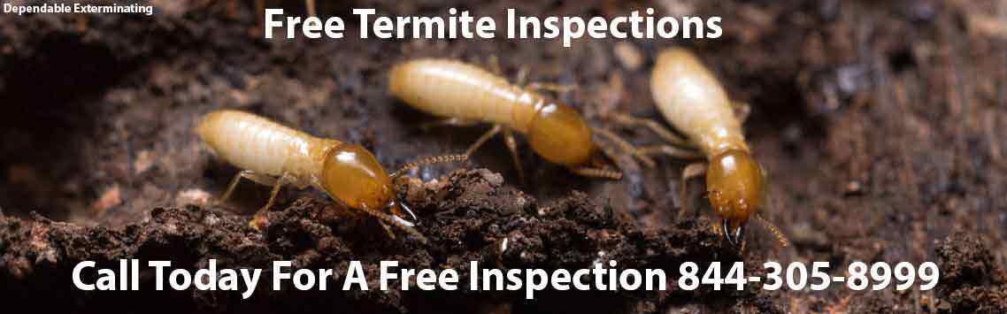 Termite Inspector Inspect For Termites Free Inspections 9763