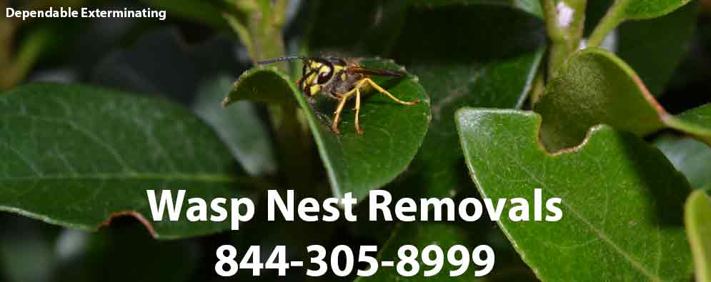 Wasp Nest Removal