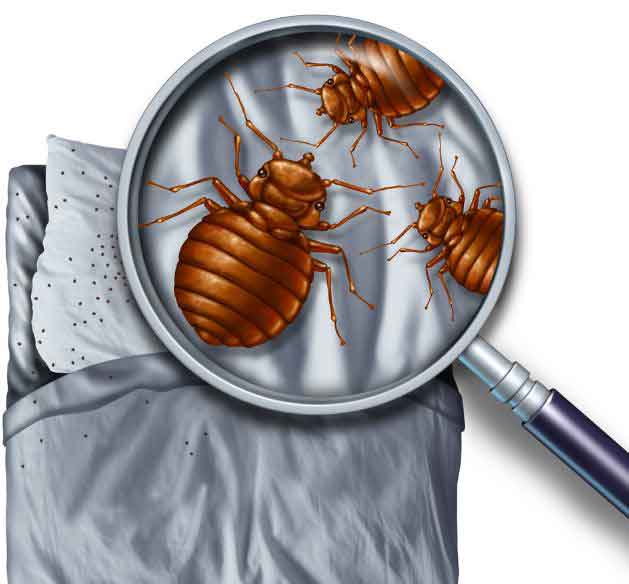 Bed Bug Visual Inspection