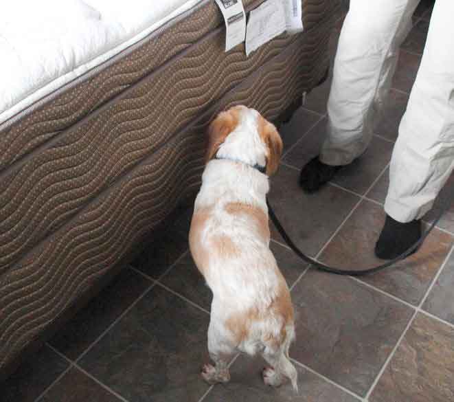 K-9 Bed Bug Inspection