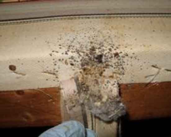 Bed Bugs Inside Mattress