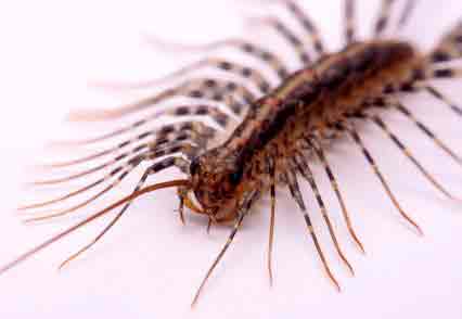 House Centipede