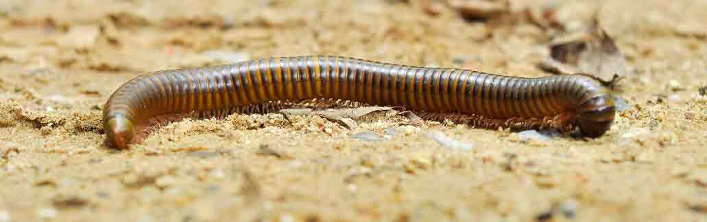 Millipede