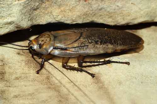 Cockroach Crawling Into Crack