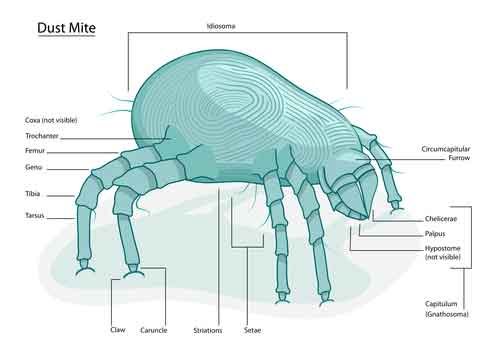 Dust Mite Identification