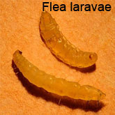 Flea Larvae