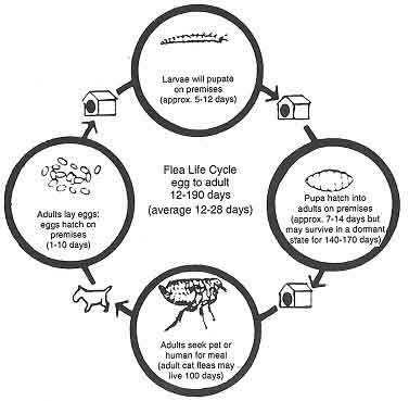 Flea Life Cycle