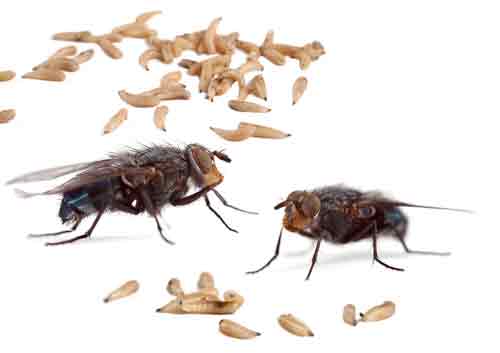 Maxforce Fly Spot Bait Being Consumed By Flies