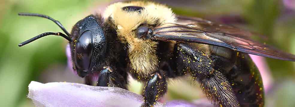 Carpenter Bee