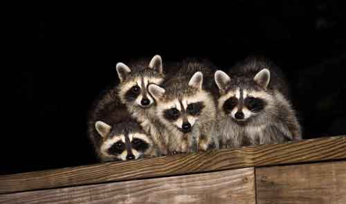 Raccoons