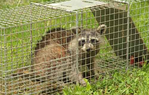 Raccoon In Havahart Trap