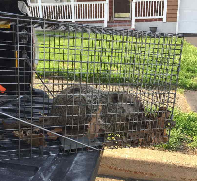 Groundhog Caught In Trap