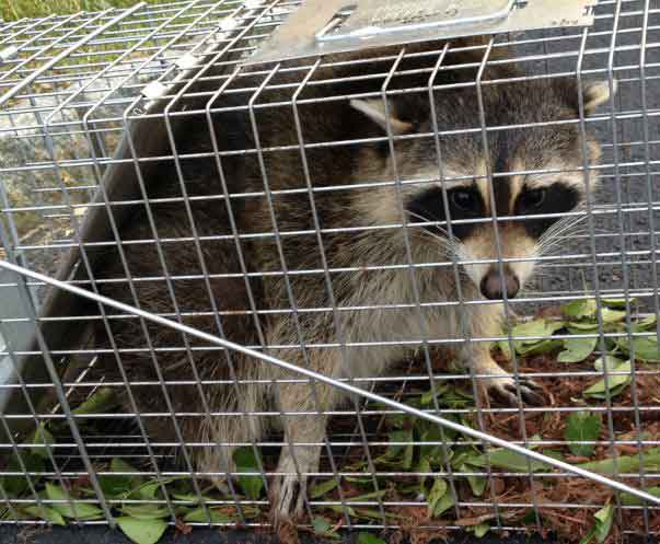 Trapped Raccoon