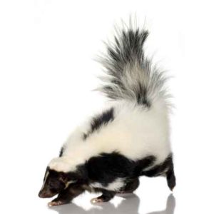 Skunk