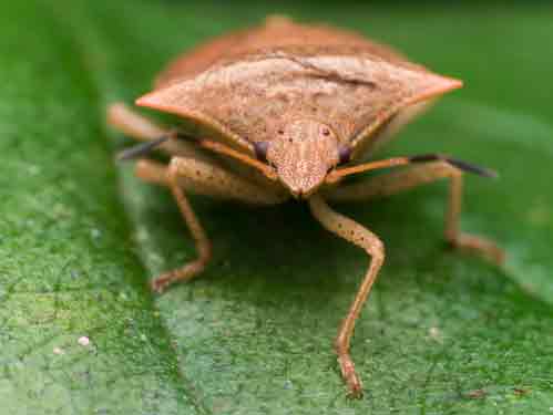 Brown Marmorated Stink Bug