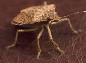 Stink Bug