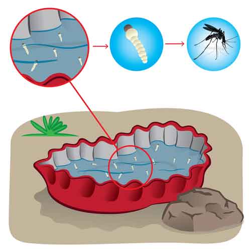 Mosquitoes Breeding In Stagnant Water