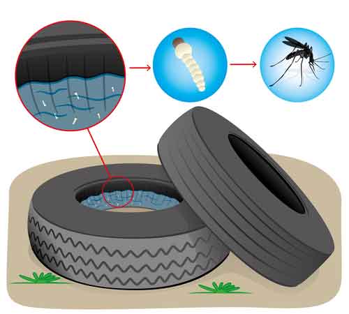 Mosquitoes Breeding Inside Of Tire