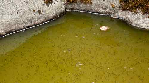 Mosquito Larvicide Pellets Added Into Pond