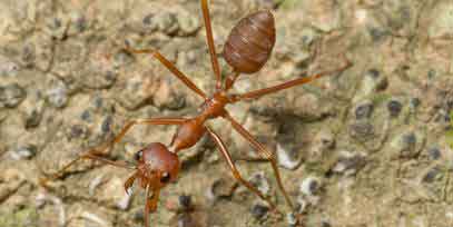 Red Imported Fire Ant