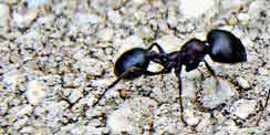 Pavement Ant