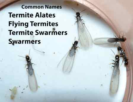 Termite Alates