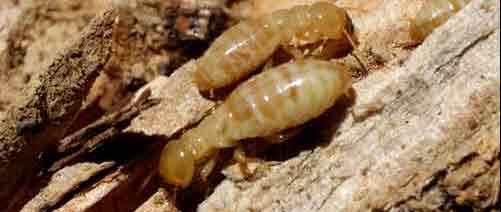 Worker Termite