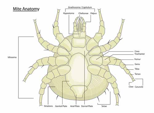 Mite Anatomy