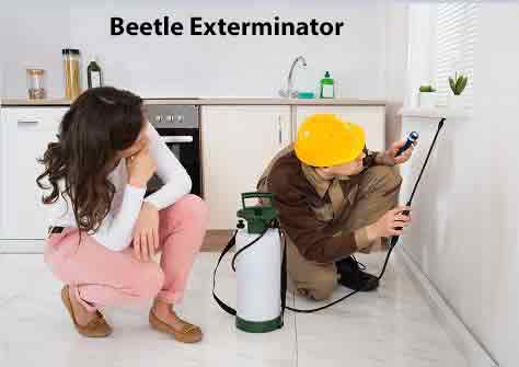 Beetle Exterminator