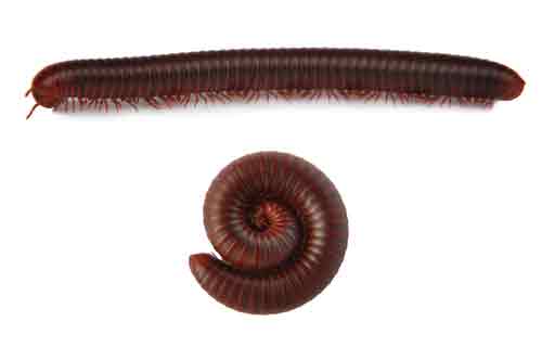 Millipede