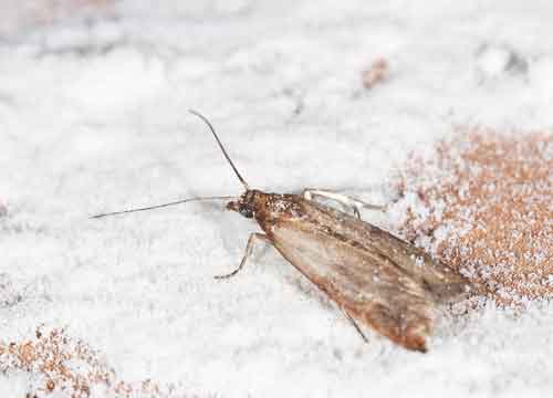 Indian Meal Moth