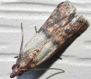 Indian Meal Moth