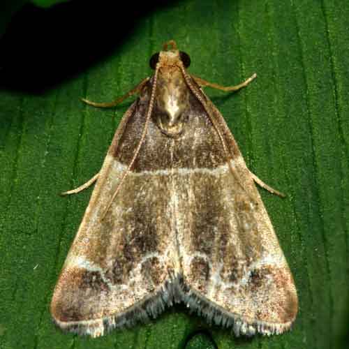 Indian Meal Moth