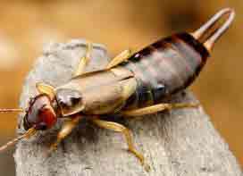 Earwig Life Cycle