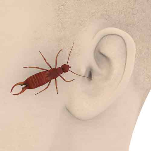 Earwig Crawling Into Ear