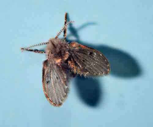 Drain Fly