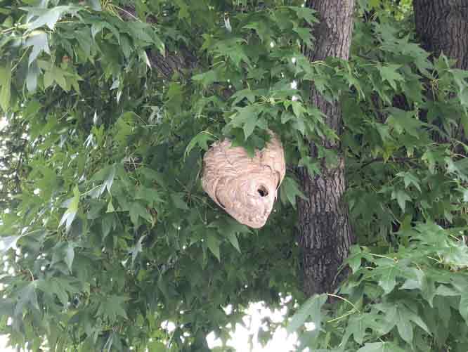 Hornet Nest