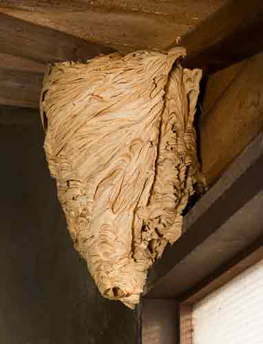 Hornet Nest