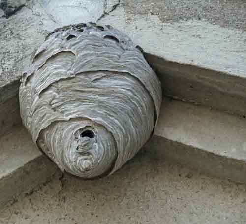 Hornet Nest